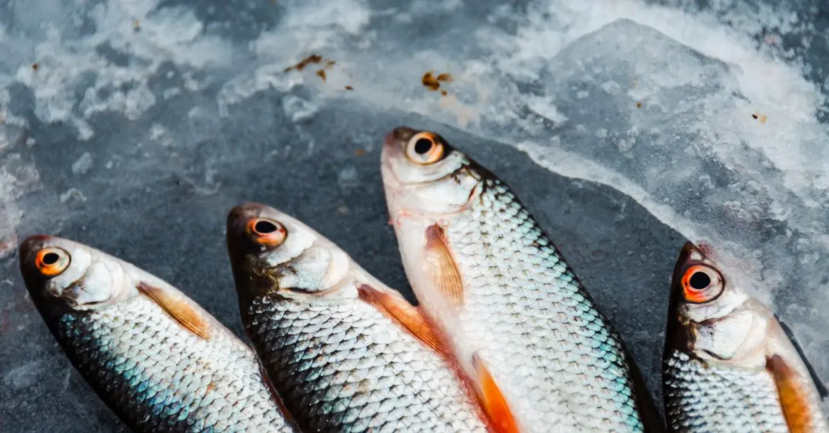 Guide d'achat accessoires viande et poisson
